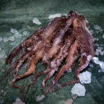 Oktopusarme gegart, appetitlich angerichtet auf einer Schieferplatte für Gezer Kunden.