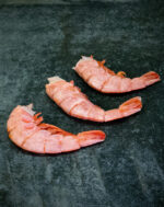 Argentinische Rotgarnelen – Bild 2