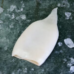 Rohe Tintenfischtuben auf einer schwarzen Schieferplatte für Gastronomie-Kunden von Gezer.