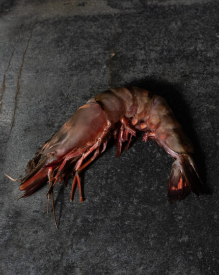 Rohe Black Tiger Riesengarnelen Größe 4/6, roh und mit Kopf/Schale auf einer Schieferplatte präsentiert für Gezer Kunden.