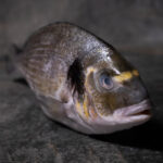 Ganze Dorade Royal, fachgerecht präsentiert auf einer Schieferplatte für Gezer Kunden.