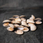 Venusmuscheln mit Schale (gekocht), natürlich präsentiert auf einer Schieferplatte für Gezer Kunden.