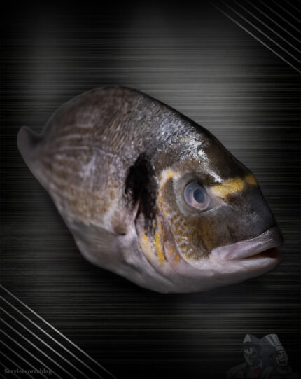 Dorade Royal aus der Türkei