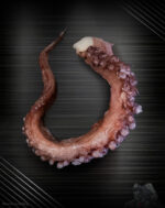 Oktopus Arm ganz - Pulpoarm